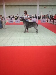 Arion in Nitra July 2021 CAC, CACIB, BOS